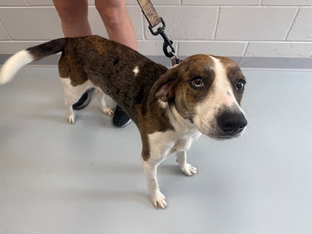 Unknown - Catahoula Leopard Dog