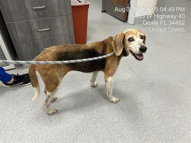 Unknown - Treeing Walker Coonhound