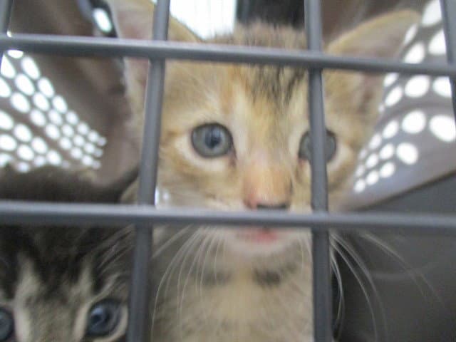 Ashley - Domestic Short Hair