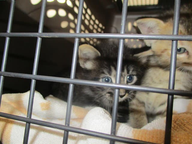 Leon - Domestic Short Hair