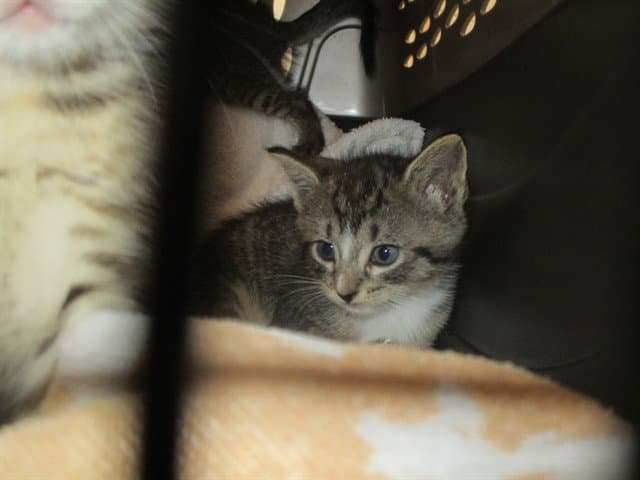 Ada - Domestic Short Hair