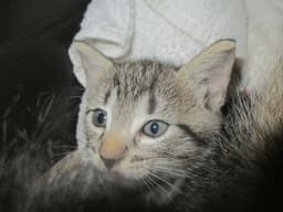 Ingrid image 1