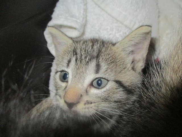 Ingrid - Domestic Short Hair