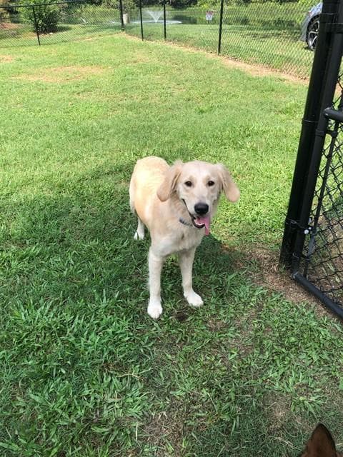 Summer - Golden Retriever