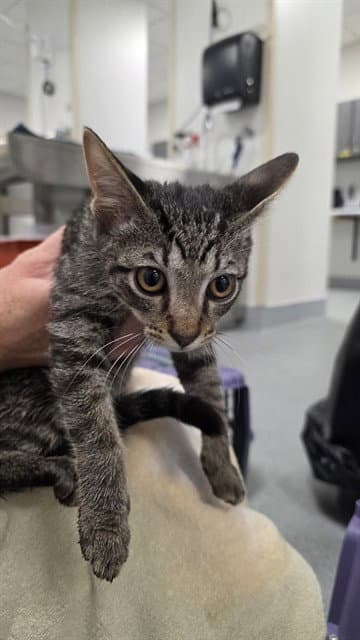 Gilchrist - Domestic Short Hair