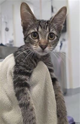 Santa Fe - Domestic Short Hair