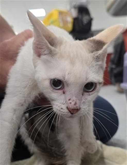 Giselle - Domestic Short Hair