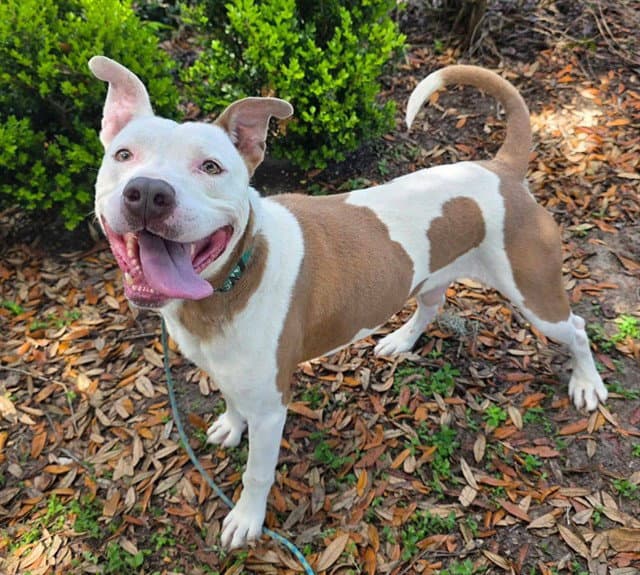 Rocket - American Staffordshire Terrier