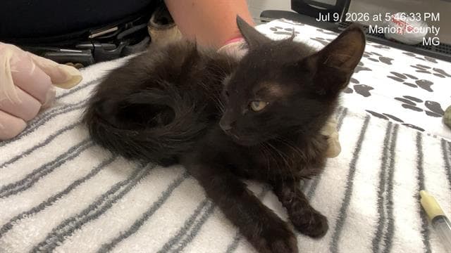 Unknown - Domestic Short Hair