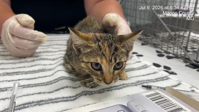 Unknown - Domestic Short Hair