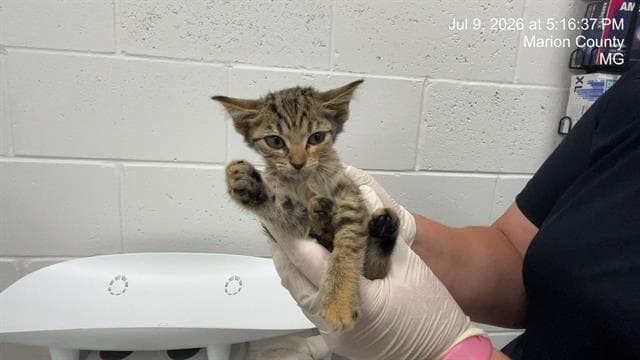 Unknown - Domestic Short Hair