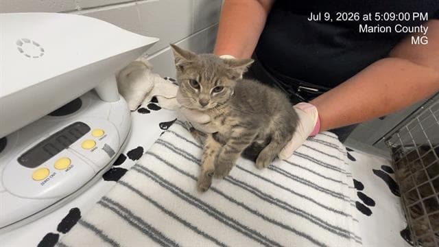 Unknown - Domestic Short Hair