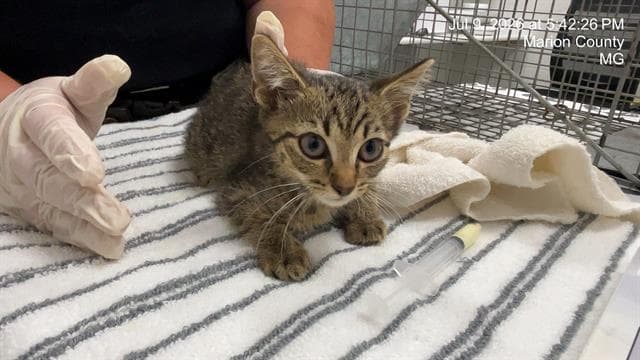 Unknown - Domestic Short Hair