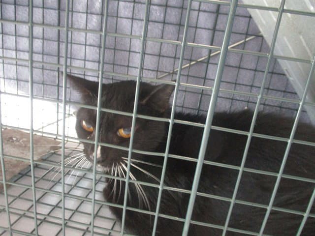 Stormy Rayne - Domestic Short Hair