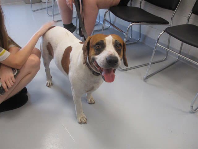 Crumbl - Beagle