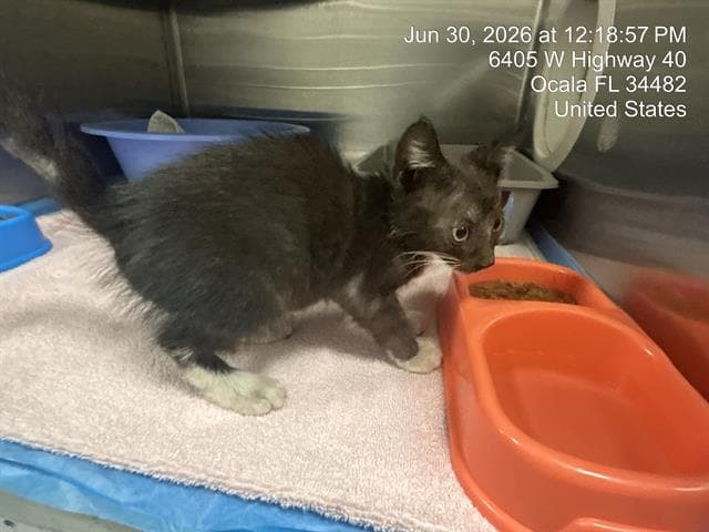 Unknown - Domestic Short Hair