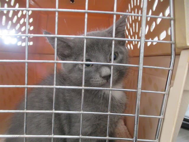 Toddles - Domestic Short Hair