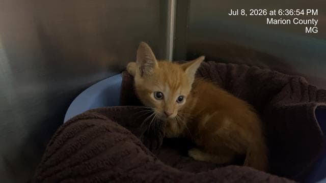 Unknown - Domestic Short Hair