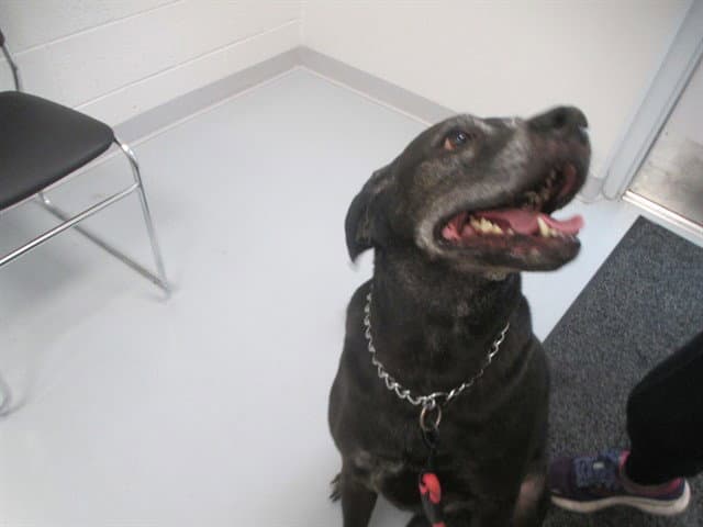 Orion - Labrador Retriever