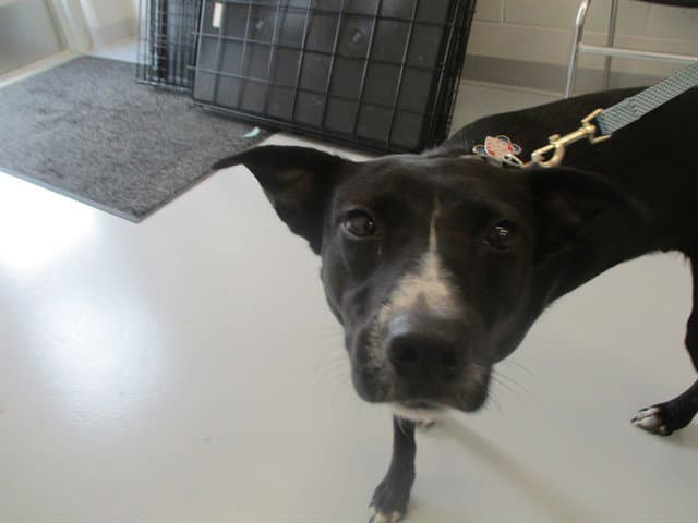 Unknown - Labrador Retriever