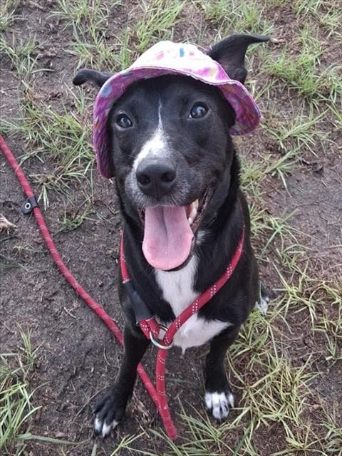 Unknown - Labrador Retriever