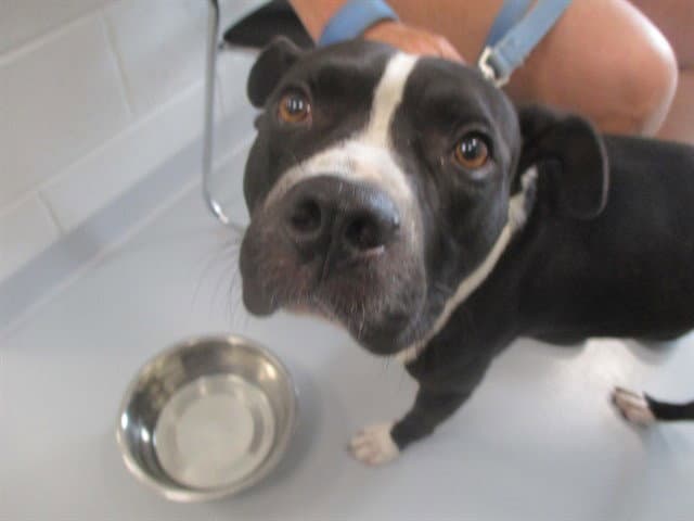 Unknown - Staffordshire Bull Terrier
