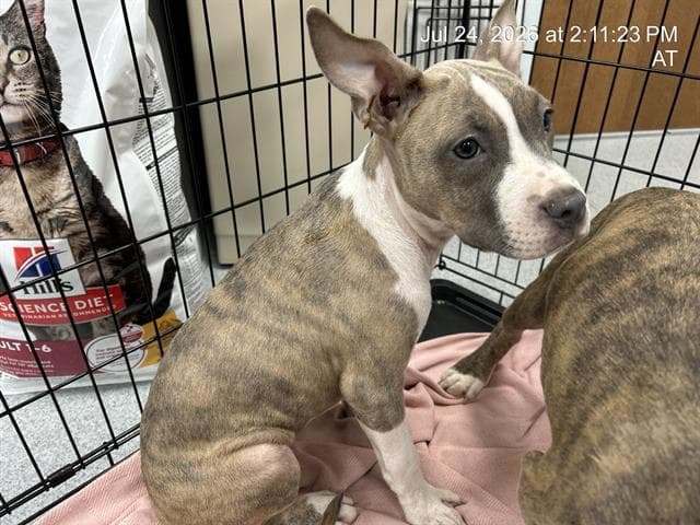 Bully - American Pit Bull Terrier