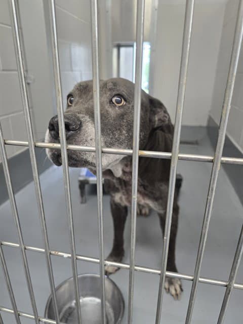Ladybirdluna - American Pit Bull Terrier