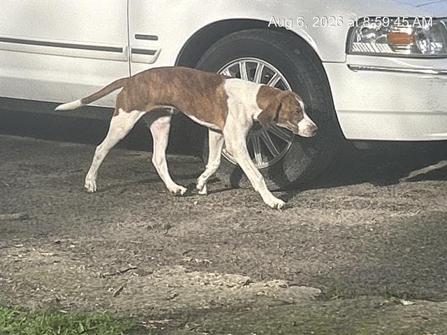 Unknown - American Foxhound