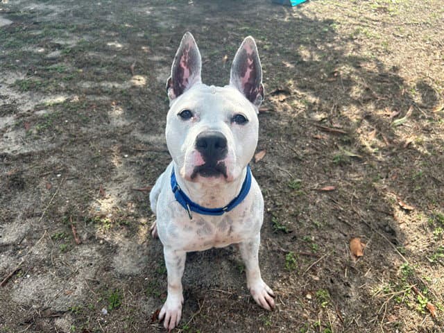 Figgy - American Staffordshire Terrier