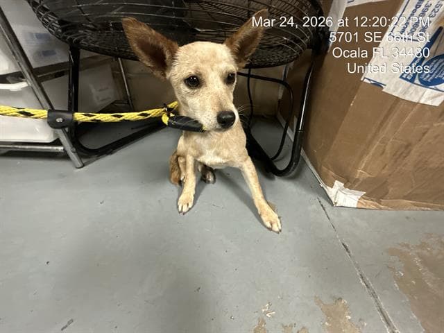 Pup - Chihuahua