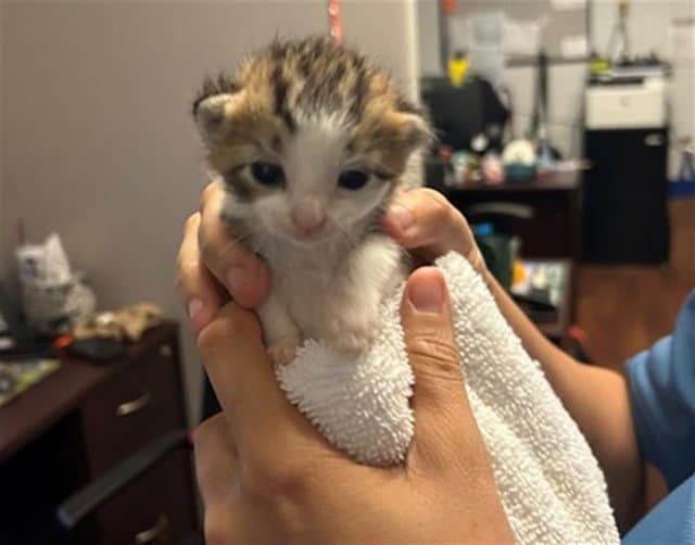 Tucker - Domestic Short Hair