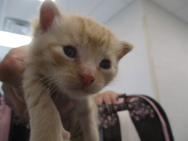 Unknown - Domestic Short Hair