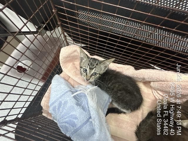 Larry - Domestic Short Hair