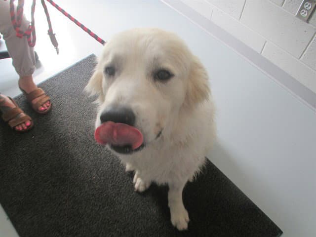 Reese - Great Pyrenees
