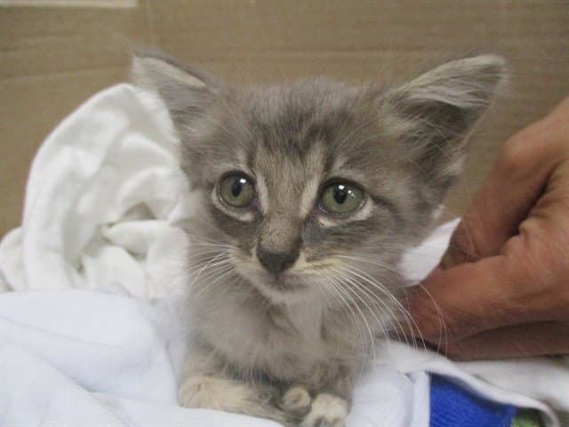 Unknown - Domestic Medium Hair