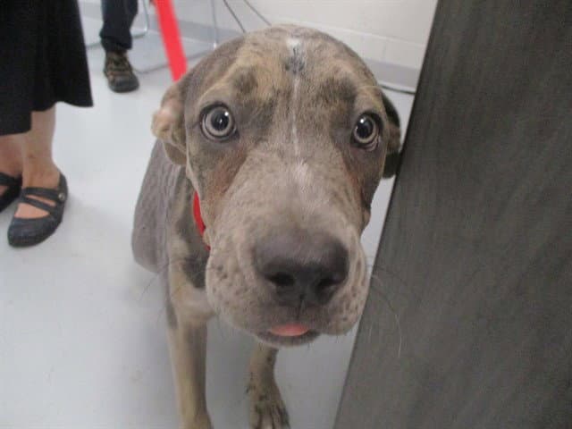 Unknown - Great Dane