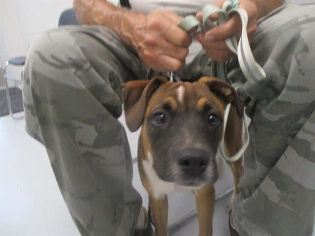 Unknown - Black Mouth Cur