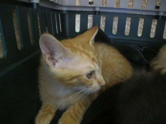 Sunset - Domestic Short Hair