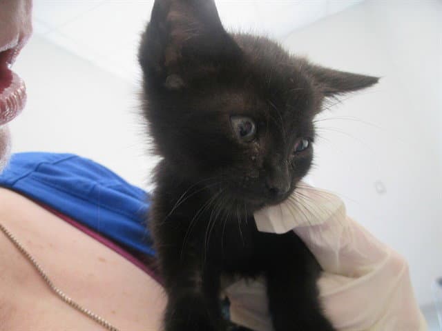 Kenny Roger - Domestic Short Hair