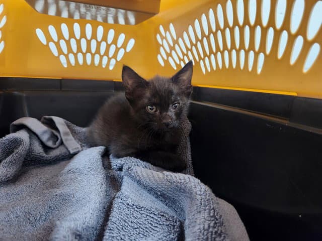 Reef - Domestic Short Hair