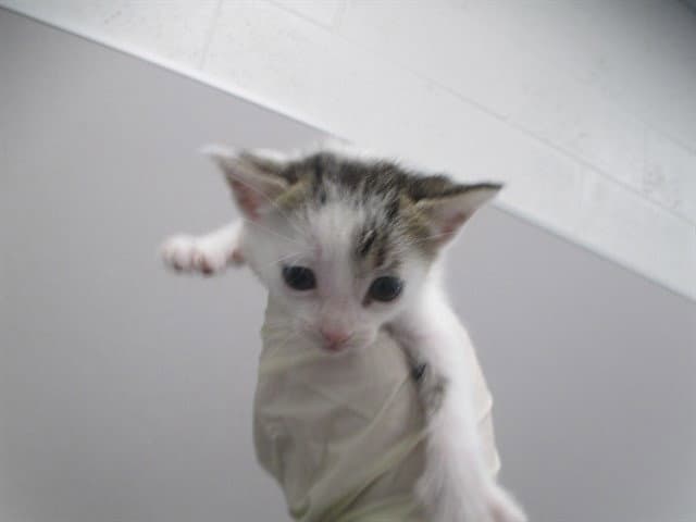 Buzz - Domestic Short Hair