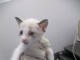 Marshyemellow image 1