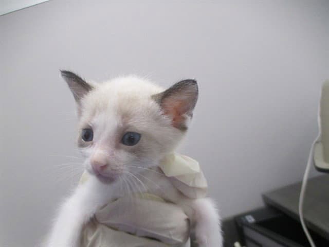 Marshyemellow - Domestic Short Hair