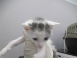 Bianca image 1