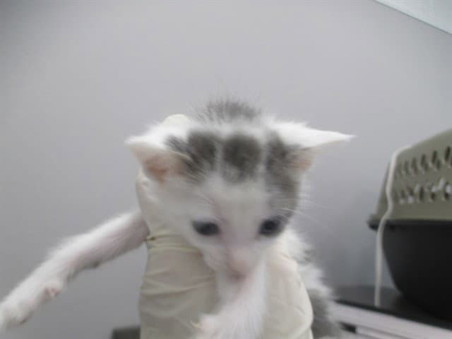 Bianca - Domestic Short Hair