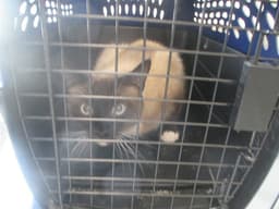 Grumpy image 1