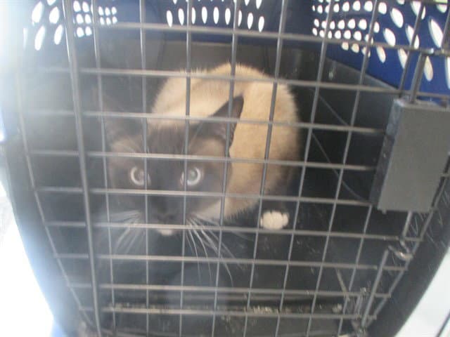 Grumpy - Siamese