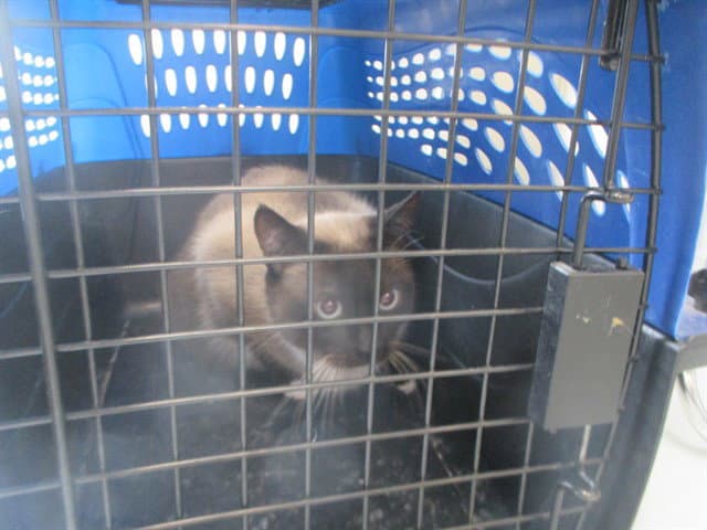 Twix - Siamese