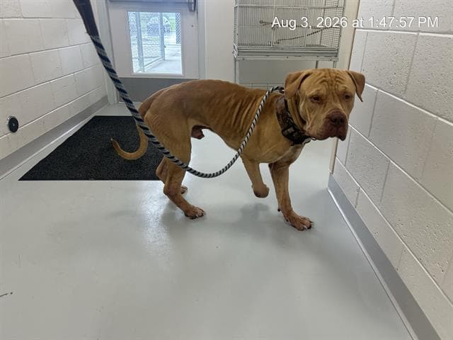 Unknown - Mastiff